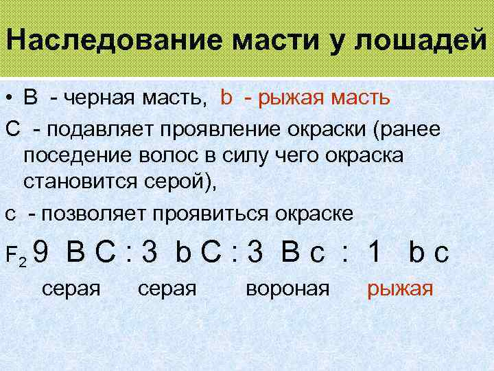 Наследование масти у лошадей • B - черная масть, b - рыжая масть C