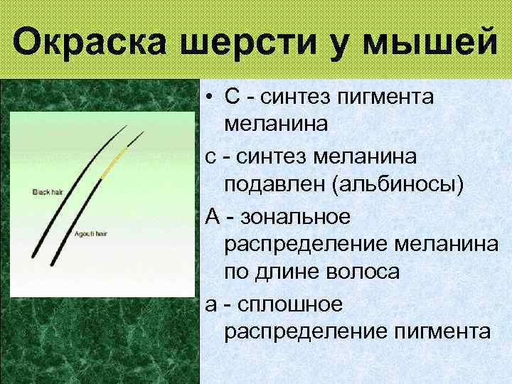 Окраска шерсти у мышей • С - синтез пигмента меланина с - синтез меланина
