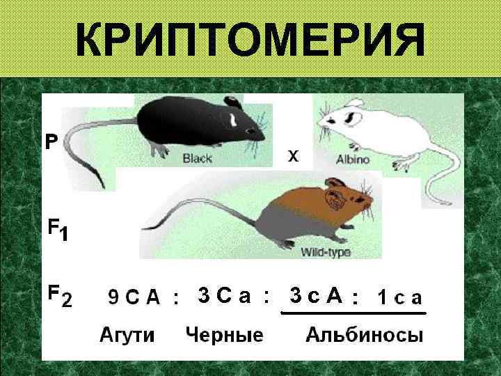 КРИПТОМЕРИЯ 3 Ca : 3 c. A 