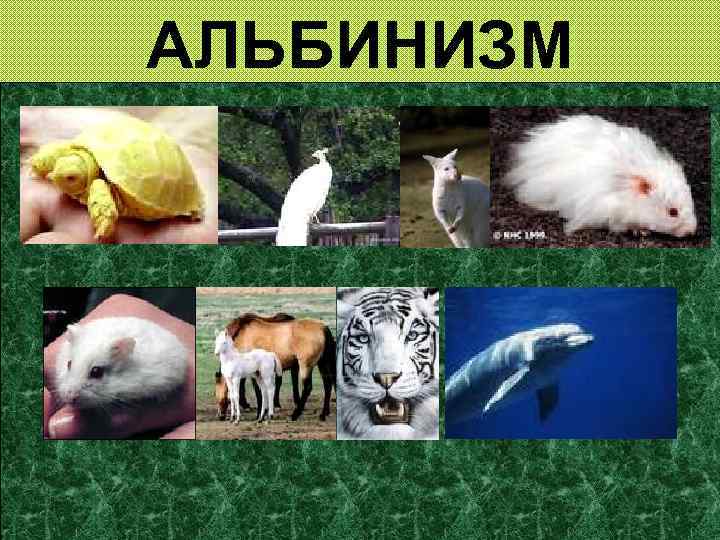 АЛЬБИНИЗМ 