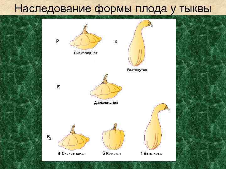 Наследование формы плода у тыквы 
