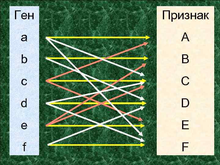 Ген Признак a A b B c C d D e E f F
