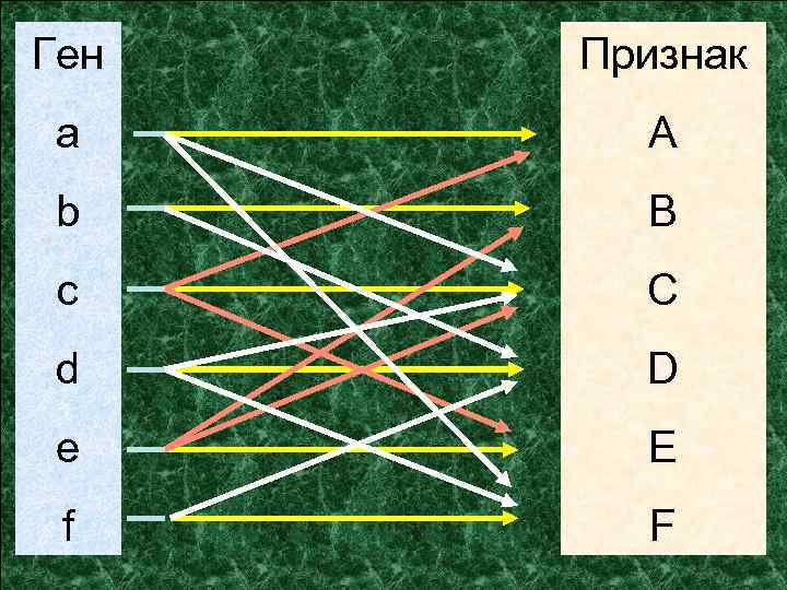 Ген Признак a A b B c C d D e E f F