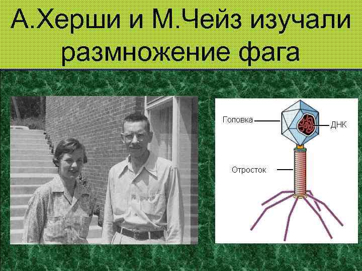 А. Херши и М. Чейз изучали размножение фага 