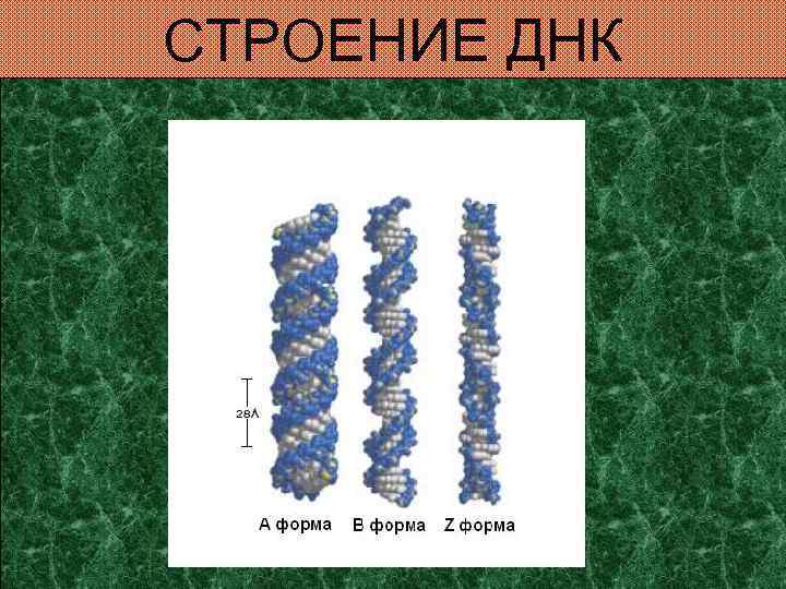 СТРОЕНИЕ ДНК 