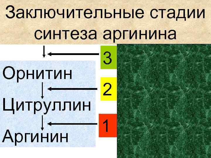 Заключительные стадии синтеза аргинина 3 Орнитин 2 Цитруллин 1 Аргинин 