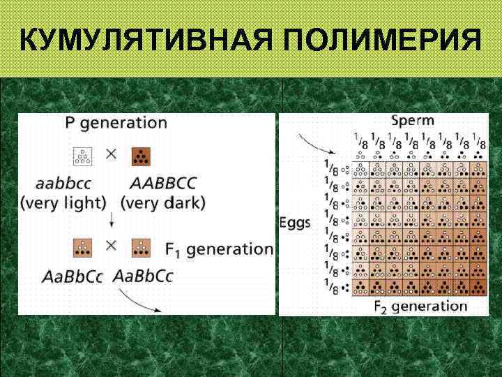 КУМУЛЯТИВНАЯ ПОЛИМЕРИЯ 