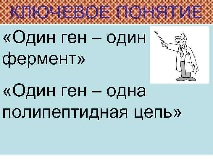 КЛЮЧЕВОЕ ПОНЯТИЕ «Один ген – один фермент» «Один ген – одна полипептидная цепь» 