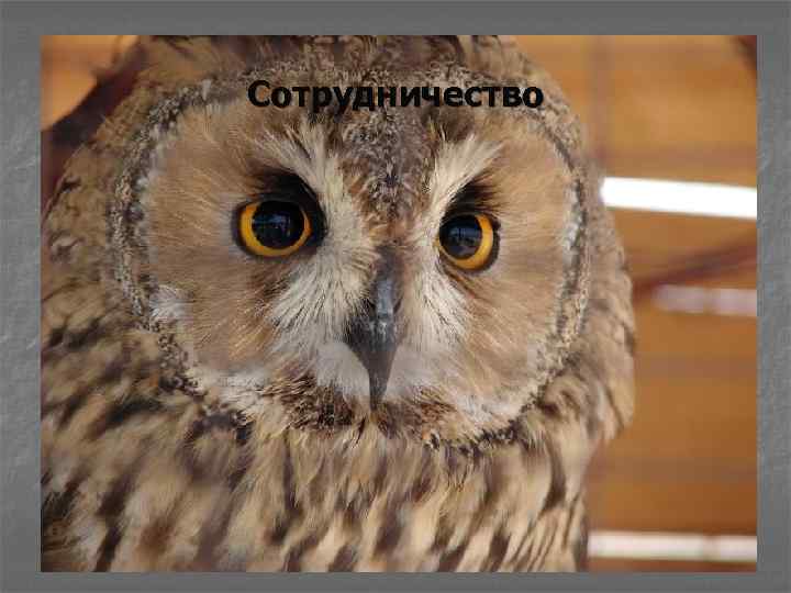 Сотрудничество 