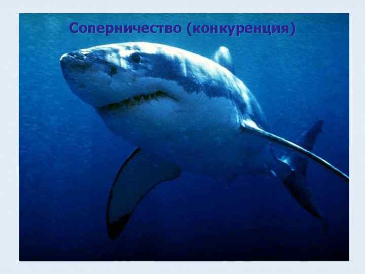 Соперничество (конкуренция) 