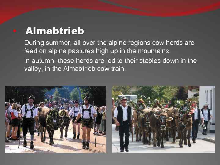  • Almabtrieb During summer, all over the alpine regions cow herds are feed