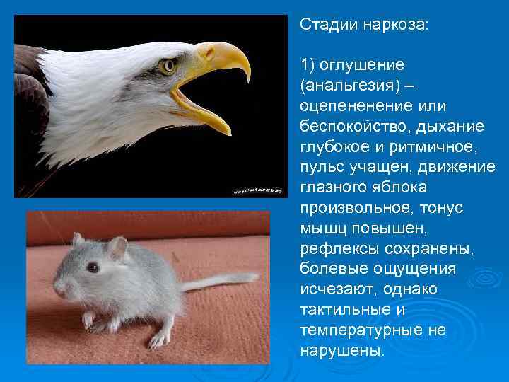 Стадии наркоза: 1) оглушение (анальгезия) – оцепененение или беспокойство, дыхание глубокое и ритмичное, пульс