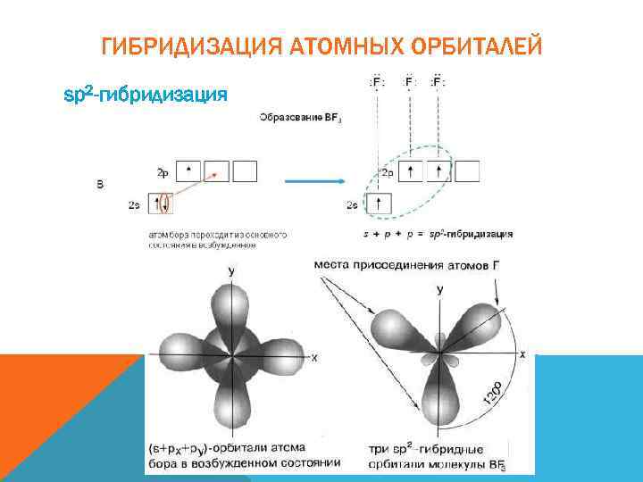 ГИБРИДИЗАЦИЯ АТОМНЫХ ОРБИТАЛЕЙ sp 2 -гибридизация 