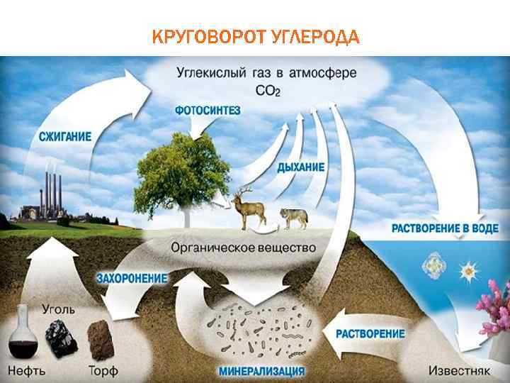 КРУГОВОРОТ УГЛЕРОДА 