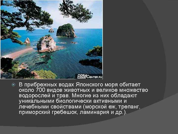 В прибрежных водах Японского моря обитает около 700 видов животных и великое множество