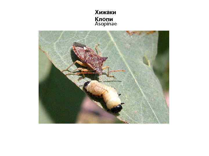 Хижаки Клопи Asopinae 