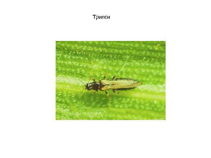 Трипси 