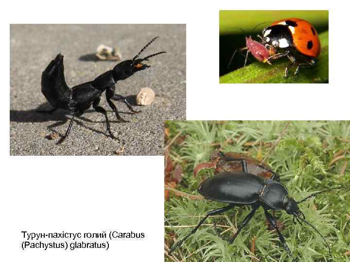 Турун-пахістус голий (Carabus (Pachystus) glabratus) 