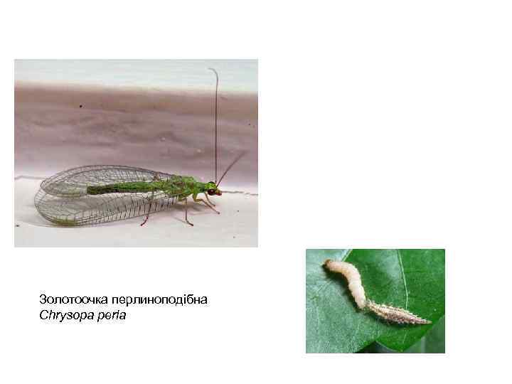 Золотоочка перлиноподібна Chrysopa perla 