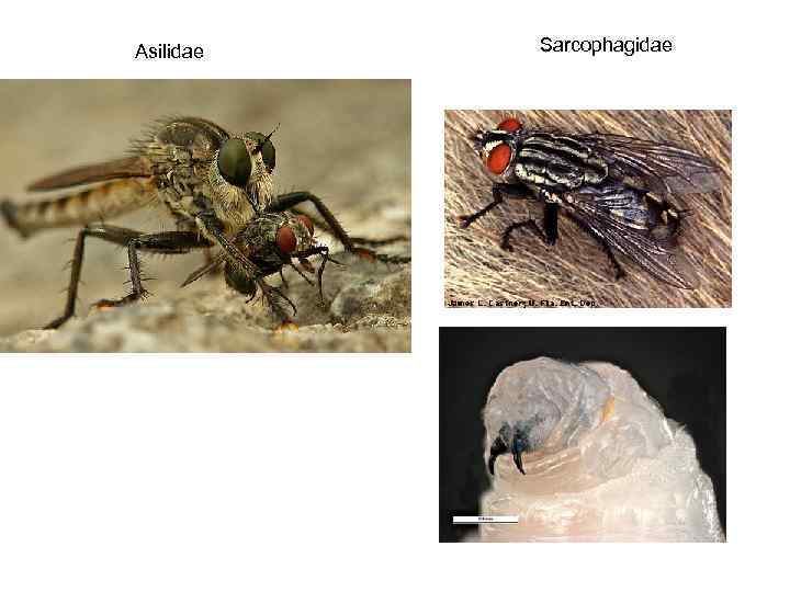 Asilidae Sarcophagidae 