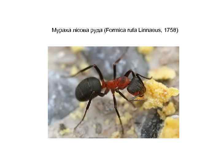 Мураха лісова руда (Formica rufa Linnaeus, 1758) 