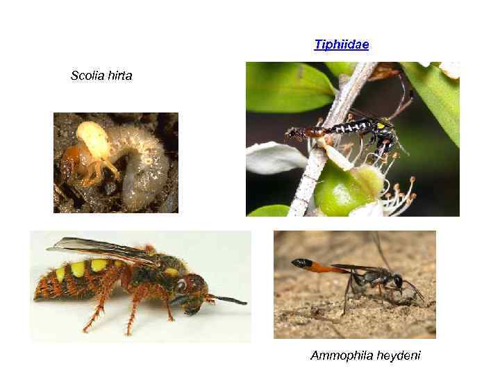 Tiphiidae Scolia hirta Ammophila heydeni 