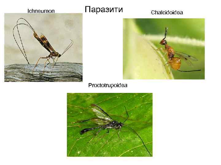 Ichneumon Паразити Proctotrupoidea Chalcidoidea 