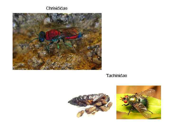 Chrisididae Tachinidae 