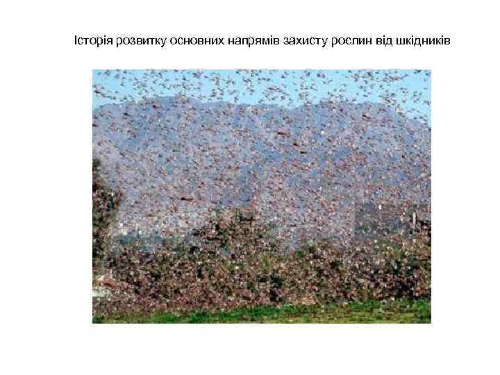 Історія розвитку основних напрямів захисту рослин від шкідників 