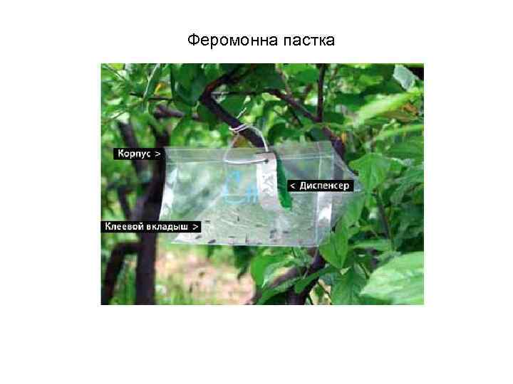 Феромонна пастка 