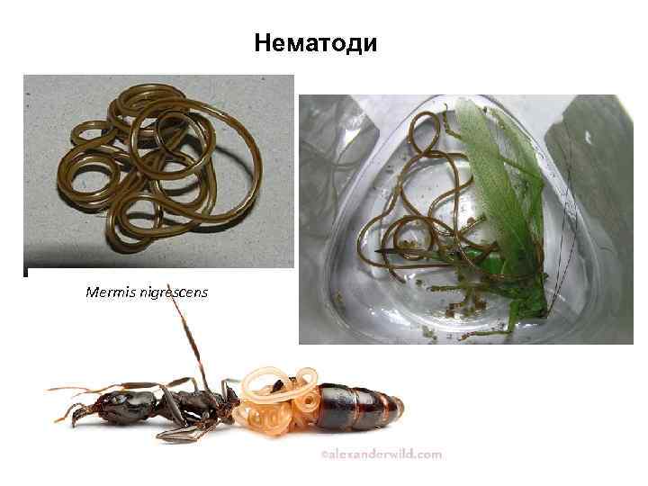 Нематоди Mermis nigrescens 