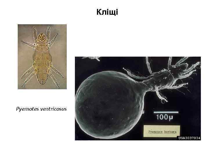 Кліщі Pyemotes ventricosus 