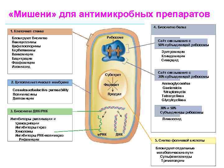  «Мишени» для антимикробных препаратов 4. Биосинтез белка 1. Клеточная стенка Блокируют бисинтез Пенициллины