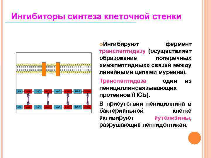 Нарушают синтез клеточной стенки