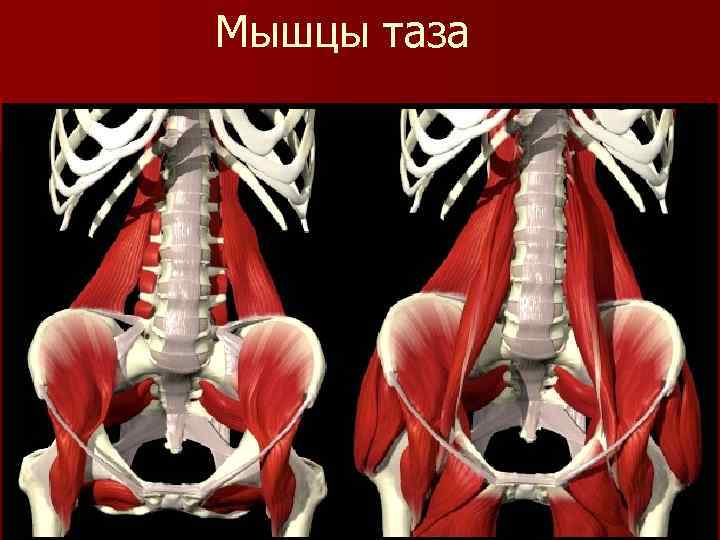 Мышцы таза анатомия в картинках