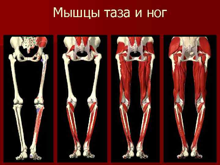 Кости таза анатомия в картинках