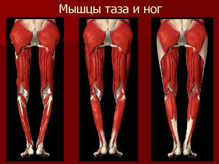 Строение ног у человека фото