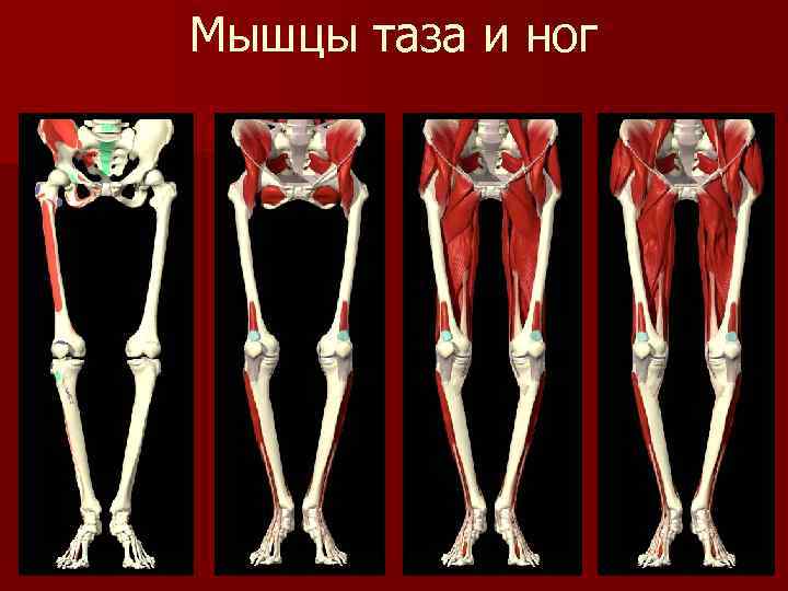 Мышцы таза анатомия в картинках