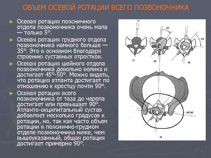 ОБЪЕМ ОСЕВОЙ РОТАЦИИ ВСЕГО ПОЗВОНОЧНИКА ► ► Осевая ротация поясничного отдела позвоночника очень мала