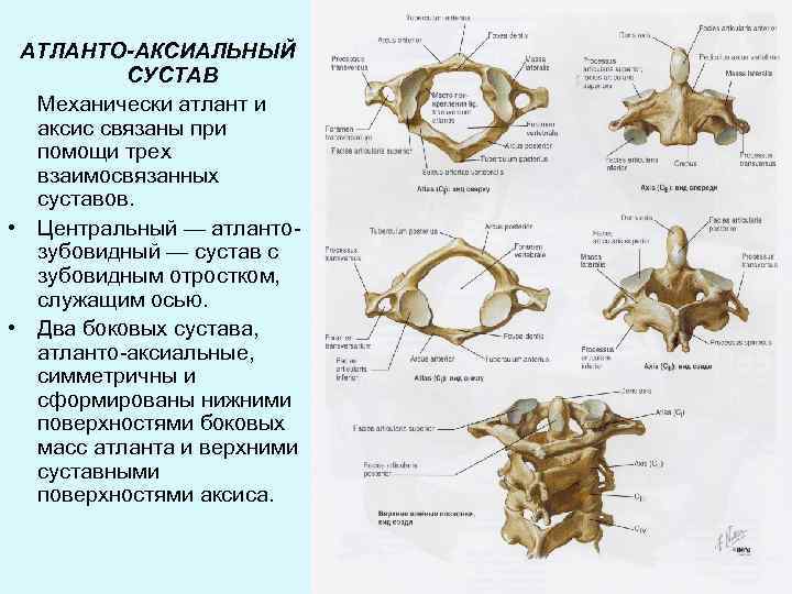 АТЛАНТО-АКСИАЛЬНЫЙ СУСТАВ Механически атлант и аксис связаны при помощи трех взаимосвязанных суставов. • Центральный