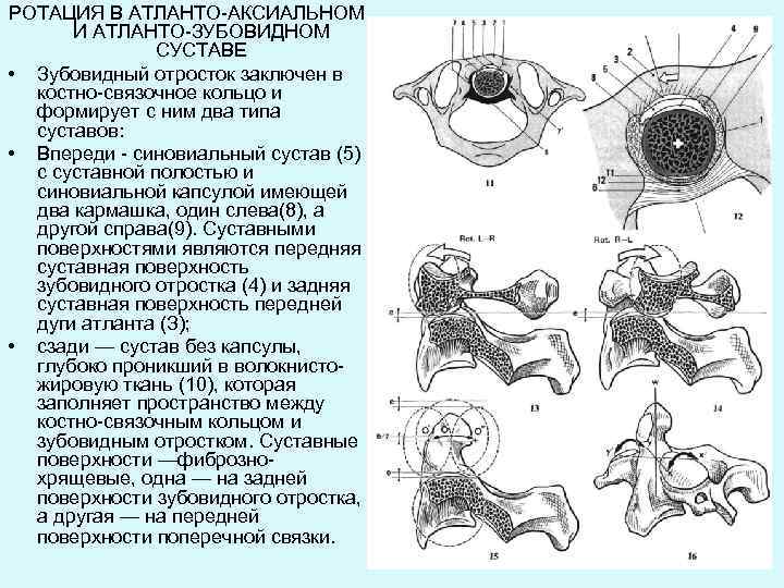 Мр картина асимметрии в атланто аксиальном сочленении