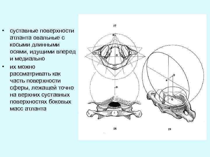  • суставные поверхности атланта овальные с косыми длинными осями, идущими вперед и медиально