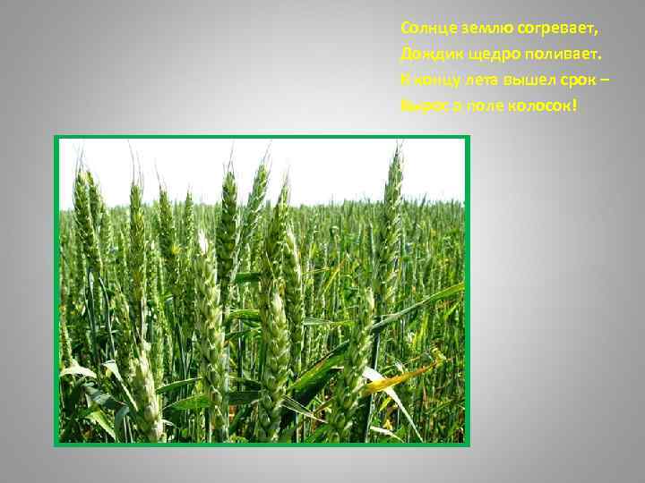 Солнце землю согревает, Дождик щедро поливает. К концу лета вышел срок – Вырос в