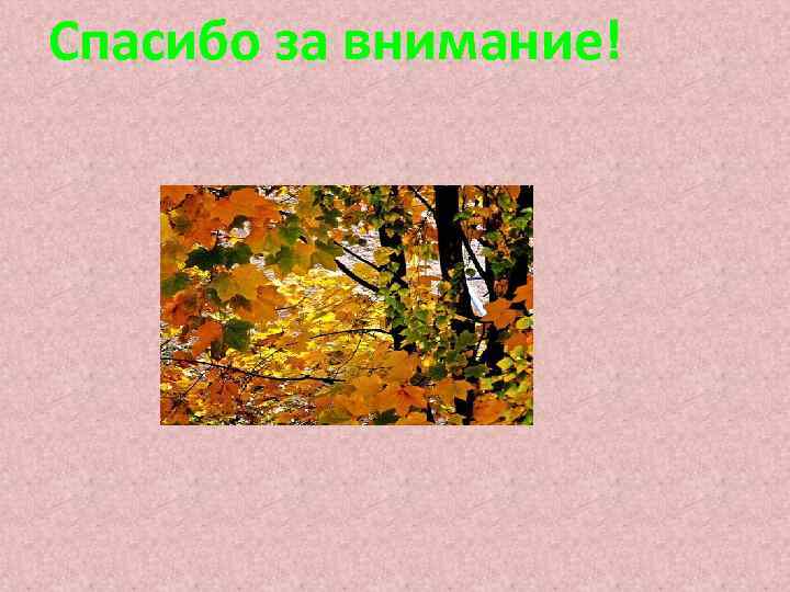  Спасибо за внимание! 