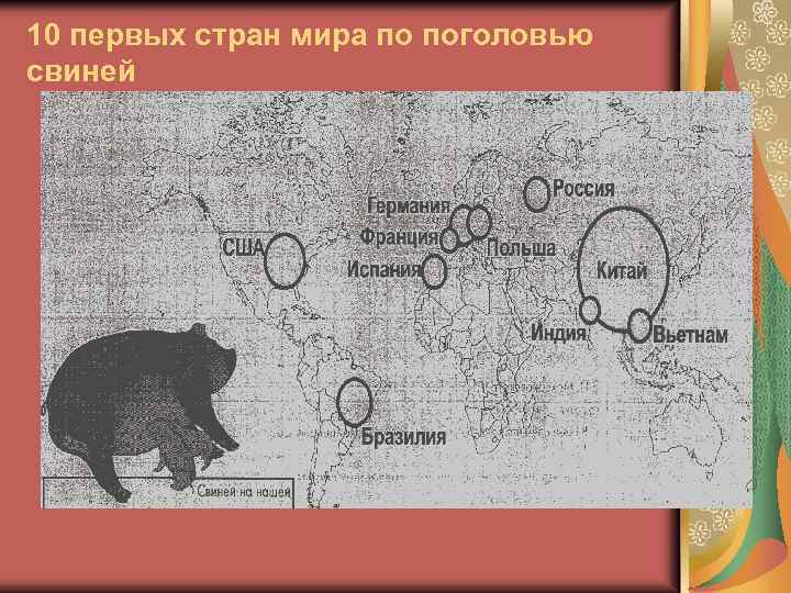 10 первых стран мира по поголовью свиней 