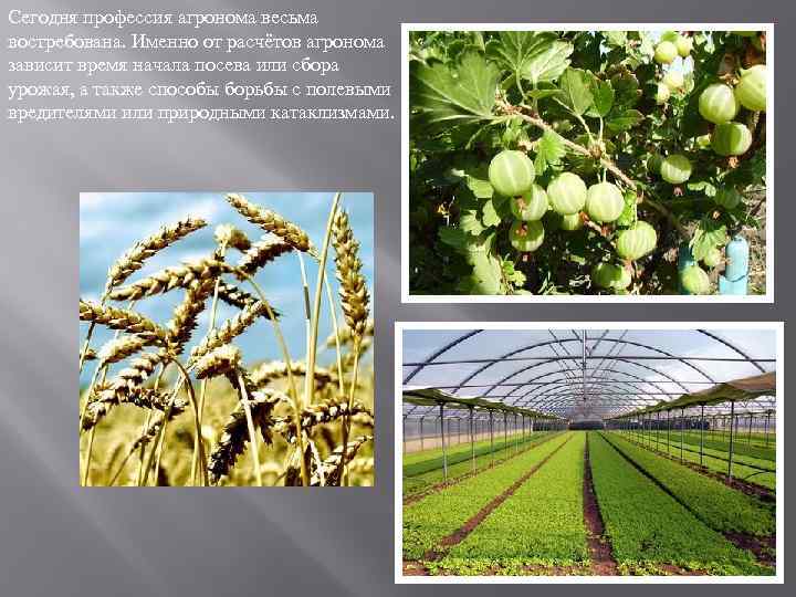 Сегодня профессия агронома весьма востребована. Именно от расчётов агронома зависит время начала посева или