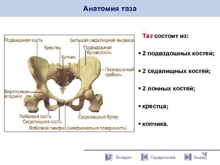 Анатомия таза Таз состоит из: § 2 подвздошных костей; § 2 седалищных костей; §