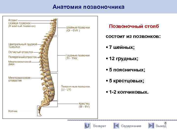 6 грудной позвонок где находится фото