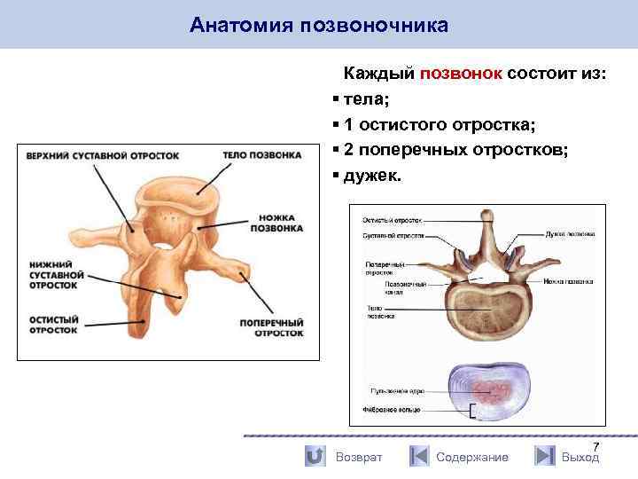 Каждый позвонок состоит из