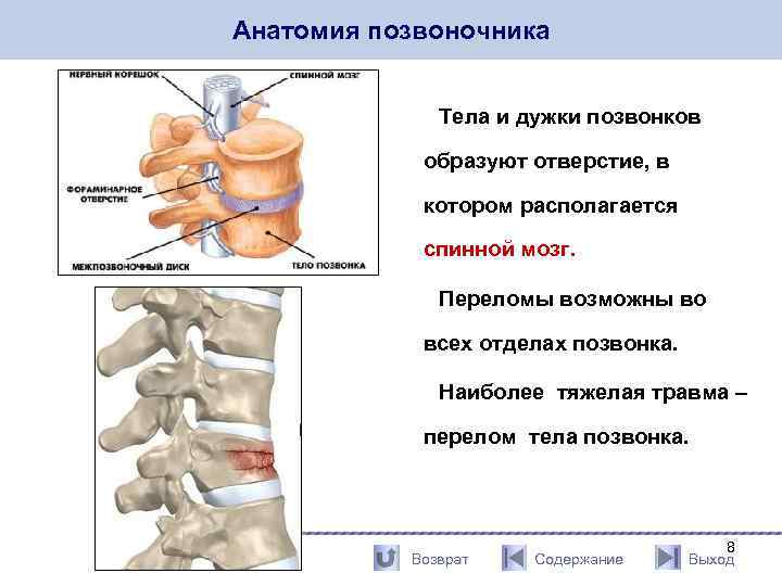 Анатомия позвоночника Тела и дужки позвонков образуют отверстие, в котором располагается спинной мозг. Переломы